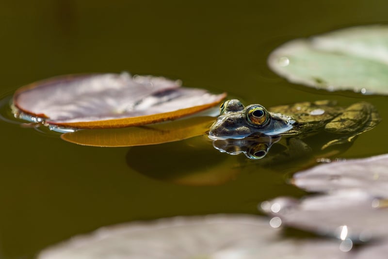 Identity Reflection